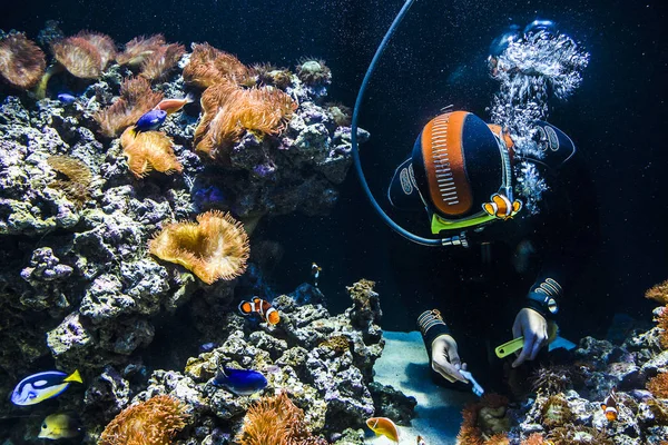 Lisboa Portugal Noviembre 2017 Buceador Limpiando Acuario — Foto de Stock