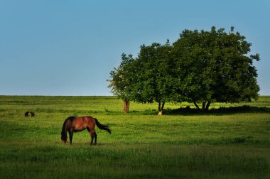 Dobrogea ağaçlar ve at otlatma ile güzel manzara , Romanya 