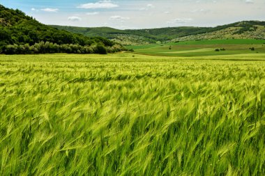 Dobrogea Macin dağlarında Amazing tarım manzara, Romanya