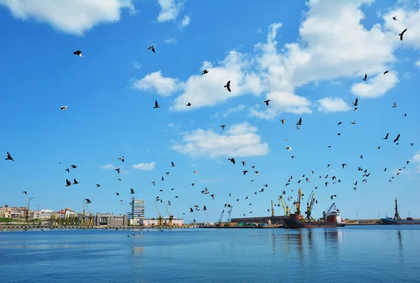 Vögel Himmel Meer Und Hafen — Stockfoto