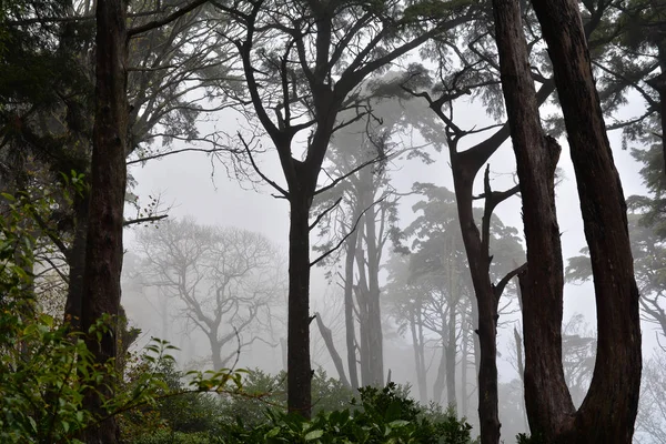 Hermoso Bosque Brumoso Temporada Otoño — Foto de Stock