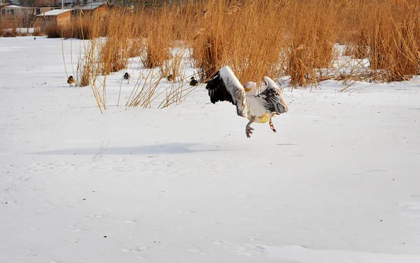 Alter Pelikan Fliegt Winter Über Den Zugefrorenen See — Stockfoto