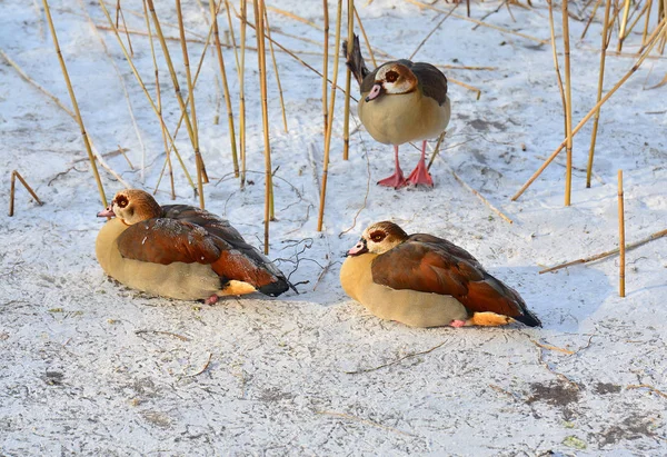 Geese Frozen Lake Winter Stock Photo