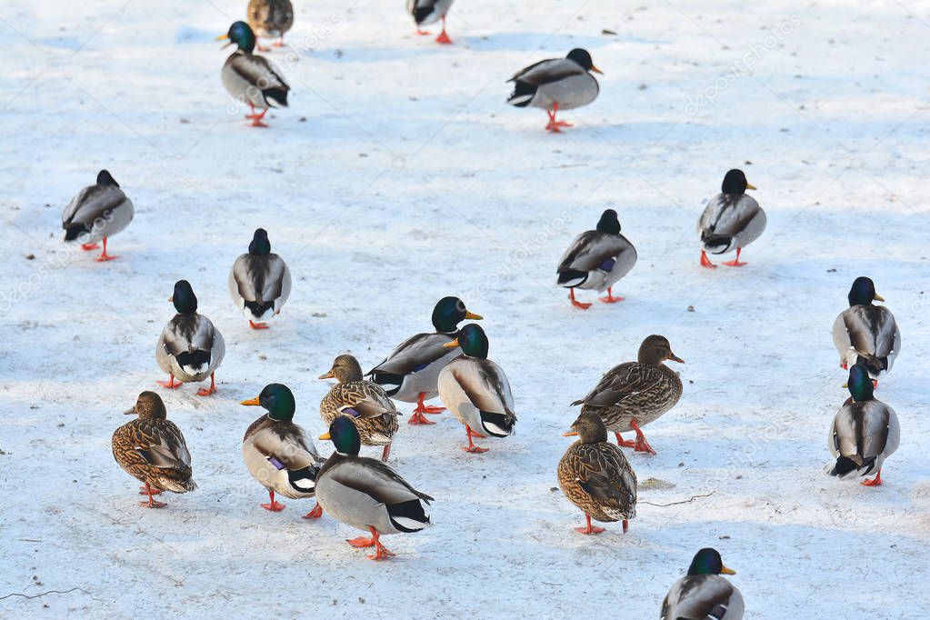 Ducks on the frozen winter lake