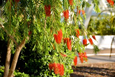 Kırmızı çiçekli güzel yeşil ağaç