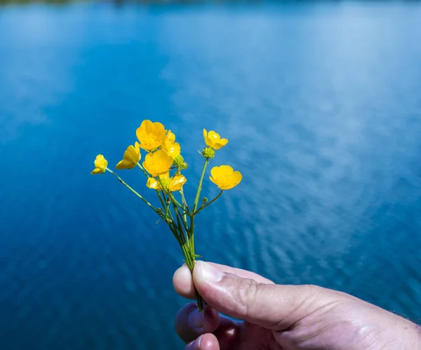 Lindas Flores Amarelas Alpinas Uma Mão Homem Imagem Conceitual — Fotografia de Stock