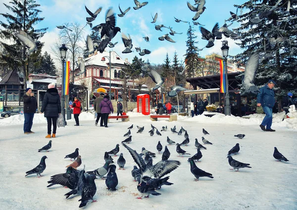 Sinaia Rumänien Januar 2018 Taubenscharen Auf Den Straßen Von Sinaia — Stockfoto