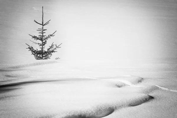 Einfach Die Natur Weißer Winterhintergrund — Stockfoto