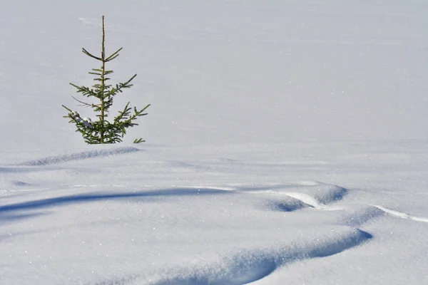 Απλά Φύση Λευκό Χειμερινό Φόντο — Φωτογραφία Αρχείου