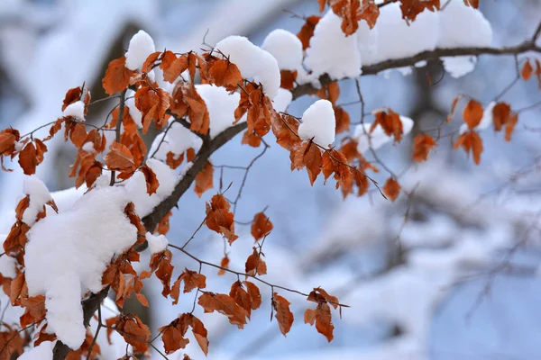 Nature Background Winter Time — Stock Photo, Image