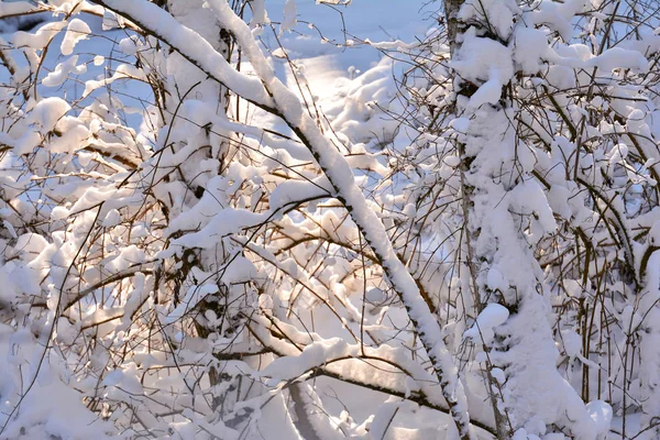 Nature Background Winter Time — Stock Photo, Image