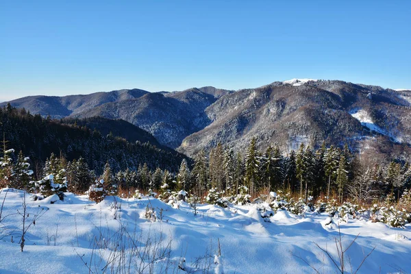 Pejzaż Zimowy Sosnowego Drzewa Lasu Góry Bucegi Rumunia — Zdjęcie stockowe