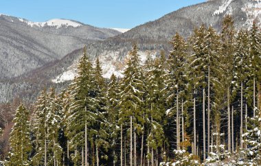 Kış manzarası ile çam ağaçları orman Bucegi Dağları, Romanya