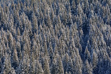 Kış manzarası ile çam ağaçları orman Bucegi Dağları, Romanya