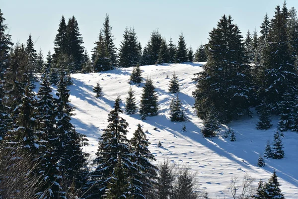 Winterlandschaft Mit Kiefernwald Den Bucegi Bergen Rumänien — Stockfoto