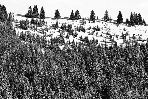 冬季景观与松树森林在 Bucegi 罗马尼亚 — 图库照片