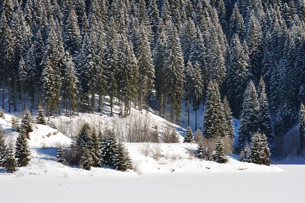 Winterlandschaft Mit Kiefernwald Den Bucegi Bergen Rumänien — Stockfoto