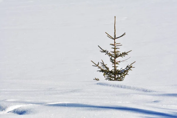 White Winter Background Simply Nature — Stock Photo, Image