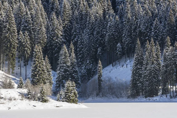 冬季景观与松树森林在 Bucegi 罗马尼亚 — 图库照片