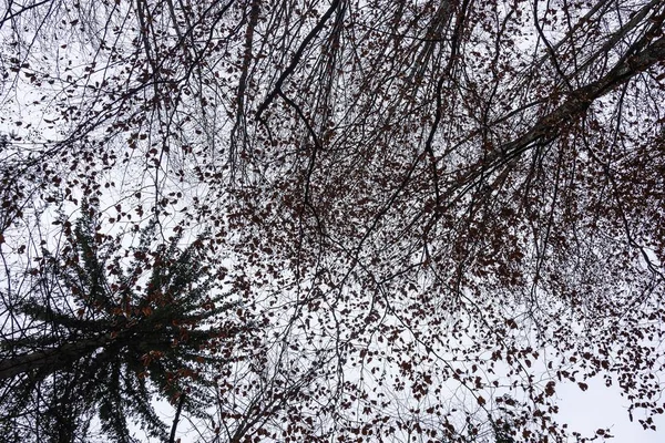 Přírodní Pozadí Korunami Stromů Obloze Zimě — Stock fotografie