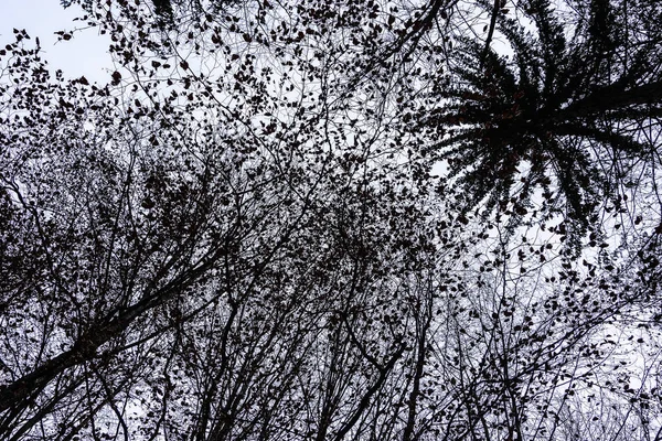 Kışın Gökyüzünde Ağaç Çelenkleri Olan Doğa Arka Planı — Stok fotoğraf