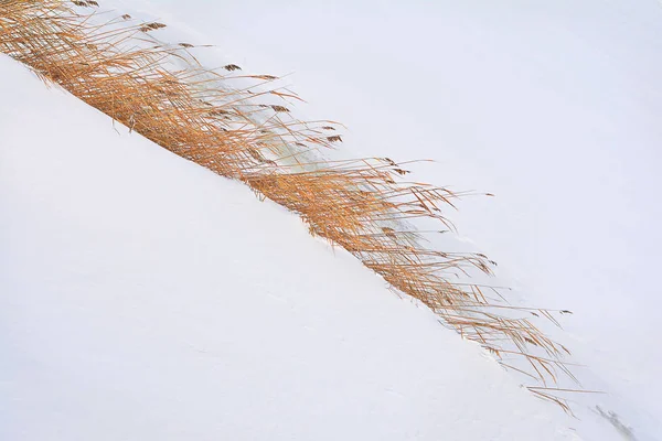 Nature Background Frozen Lake Reed Plants — Stock Photo, Image