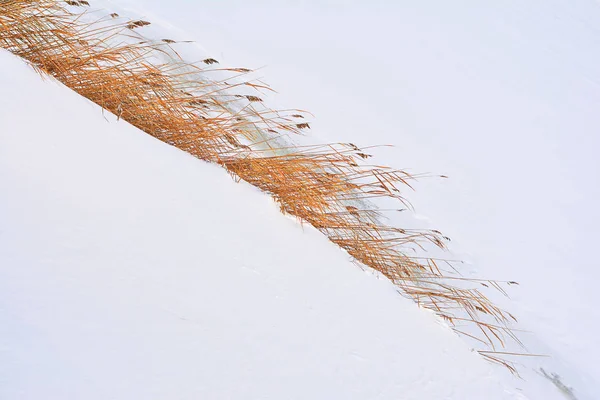 Nature Background Frozen Lake Reed Plants — Stock Photo, Image