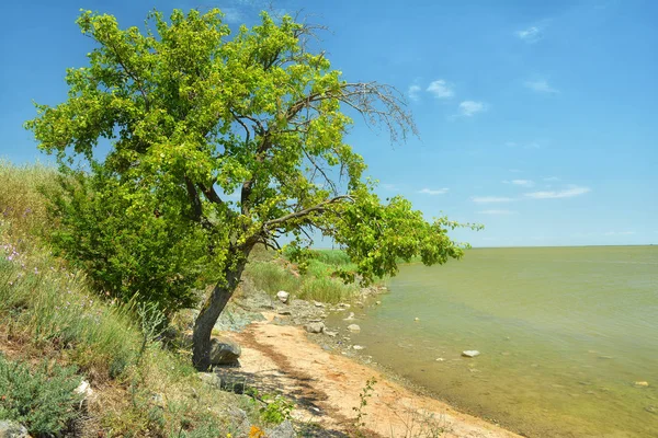 Romanya 'nın tarihi Histria kentinin kalıntılarının bulunduğu Sinoe Gölü kıyısında