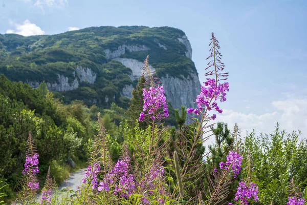 Krásný Letní Výhled Alpy Steinplatte Tyrolsko Rakousko — Stock fotografie