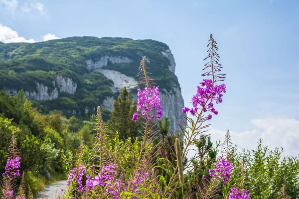 Gyönyörű Nyári Kilátás Alpokban Steinplatte Hegy Tirol Ausztria — Stock Fotó
