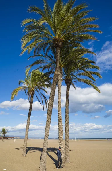 Пальмы Голубое Небо Пляж Валенсии Испания — стоковое фото