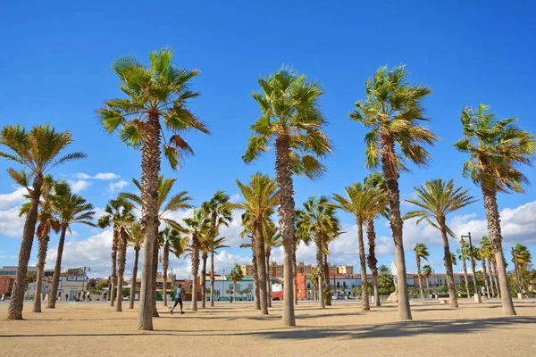 İspanya, Valencia 'da palmiye ağaçları, mavi gökyüzü ve plaj