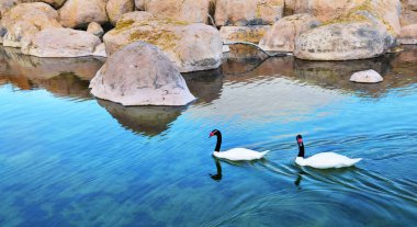 Bir çift siyah boyunlu kuğu (Cygnus melancoryphus)