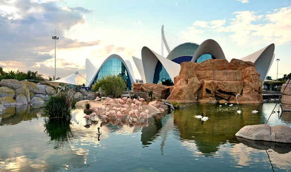 Valencia, İspanya - 11 Kasım 2016. Oşinografik merkeziflamingo havuzunda sonbahar gün batımı , Valencia , İspanya.