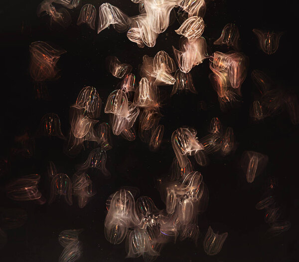 Nature background. Jellyfish - Comb Jellies (Mnemiopsis ) on black background.