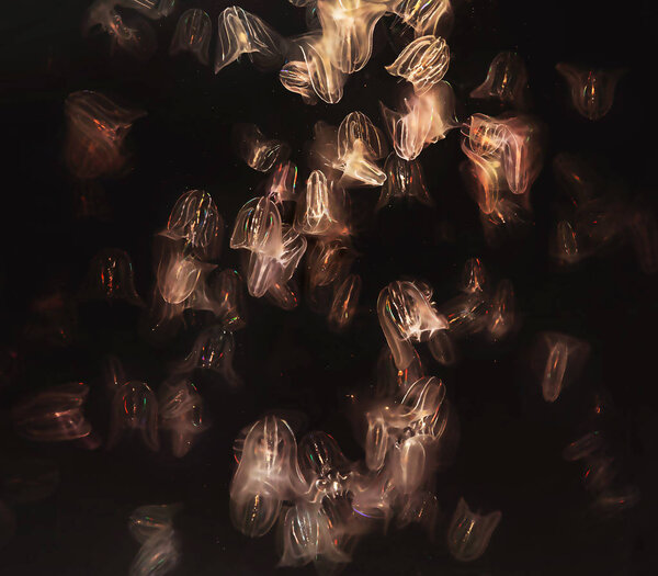 Nature background. Jellyfish - Comb Jellies (Mnemiopsis ) on black background.