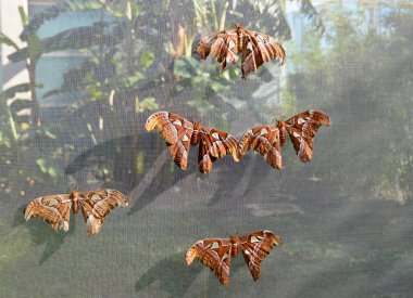 Dev Atlas güvesi, Attacus atlası