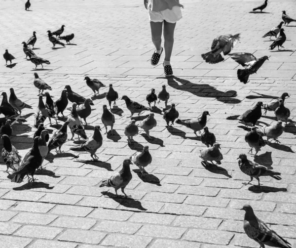 Personas Palomas Atracción Turística Rynek Glowny Plaza Del Mercado Principal — Foto de Stock