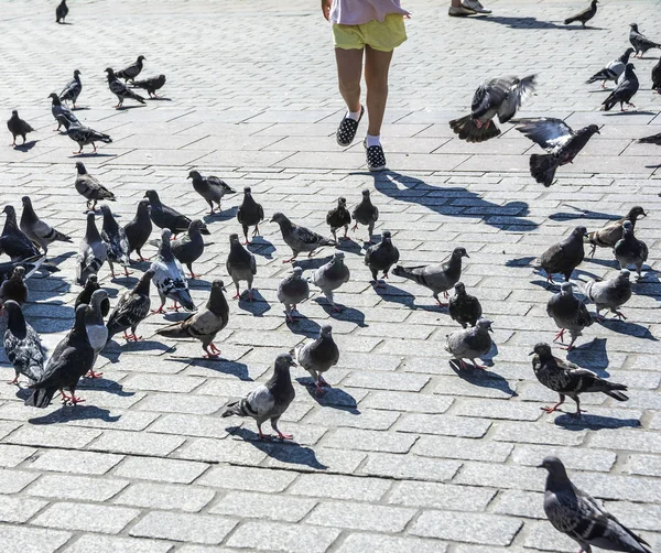 폴란드 크라코프 시가지의 광장인 사람들과 비둘기들 관광객들의 관심을 — 스톡 사진