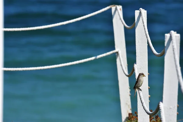 Tranquillo Sfondo Estivo Sulla Spiaggia Vama Veche Con Recinzione Bianca — Foto Stock