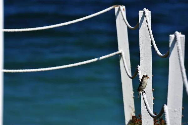 Fundo Verão Tranquilo Praia Vama Veche Com Cerca Branca Madeira — Fotografia de Stock