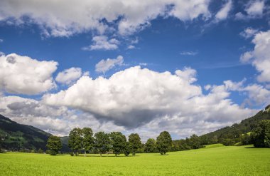 Ağaçlar ve beyaz bulutlar ile güzel manzara. Duvar kağıdı arka plan.