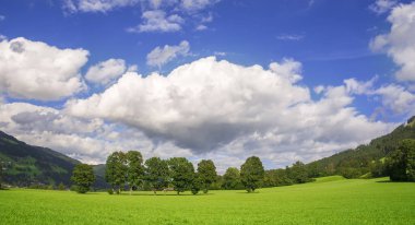 Ağaçlar ve beyaz bulutlar ile güzel manzara. Duvar kağıdı arka plan.