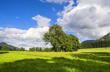 Ağaçlar ve beyaz bulutlar ile güzel manzara. Duvar kağıdı arka plan.