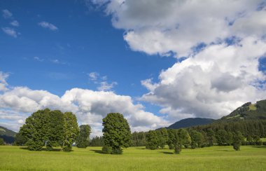 Ağaçlar ve beyaz bulutlar ile güzel manzara. Duvar kağıdı arka plan.