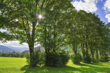 Ağaç, güneş ışınları ve kırsal yol ile Yaz akşamı manzara
