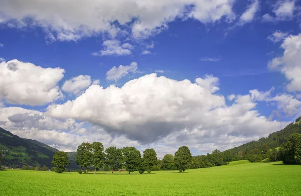 Ağaçlar ve beyaz bulutlar ile güzel manzara. Duvar kağıdı arka plan.