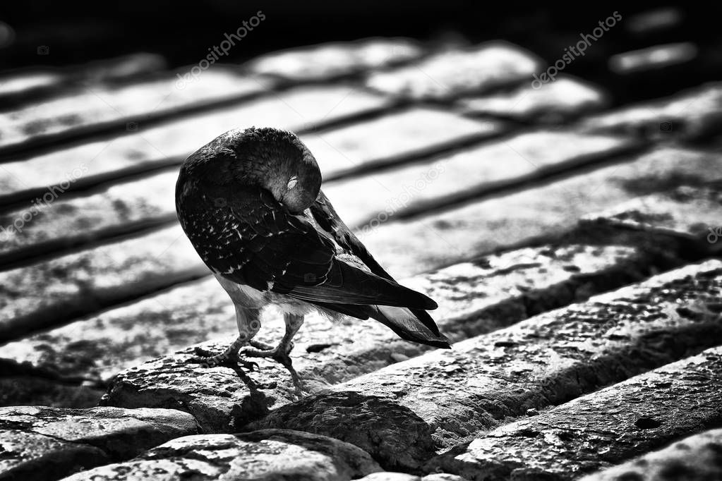 Bird on the shore of Tagus River (Rio Tejo), Praca do Comercio - Commercial Square in Lisbon, Portugal.