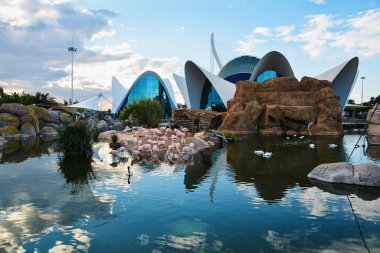 Valencia, İspanya - 11 Kasım 2016. Oşinografik merkeziflamingo havuzunda sonbahar gün batımı , Valencia , İspanya.
