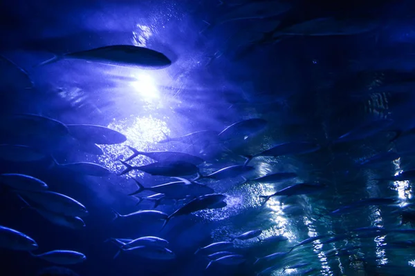 水族館で動いている魚と青い水生の背景 — ストック写真